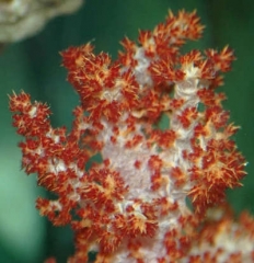 Red Carnation Coral (Dendronepthya species)