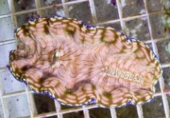 Derasa Clam - Aquacultured (Tridacna derasa)