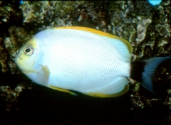 Genicanthus personatus ( Masked Angefish )