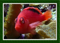 Flame hawkfish