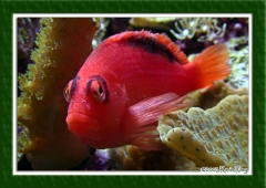 Hawkfish