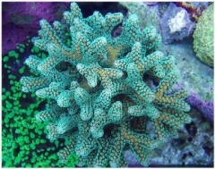 Guttatus Birdsnest Coral -  (Seriatopora guttatus)