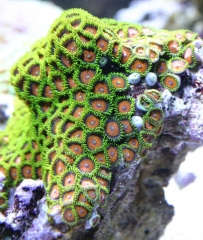 Colony Polyp (Zoanthus sp.)