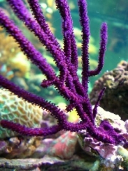 Sea Fans