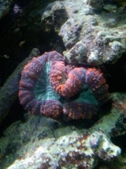 my cube reef