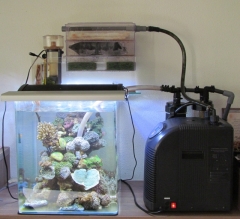 Nano Reef