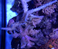 Small Polyped Stony Corals