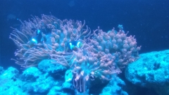 anemone split 3
