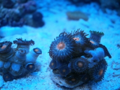 Orange centre with blue speckled zoa