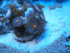 Orange centre with blue-speckled zoa