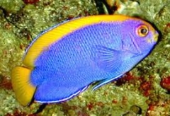 Resplendent Angelfish ( Centropyge Resplendens )