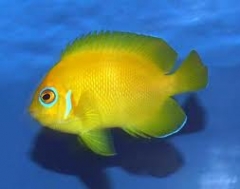 Lemonpeel Angelfish ( Centropyge flavissima )