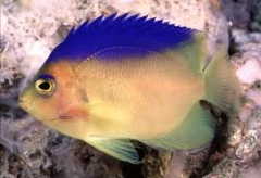 colin angelfish (Centropyge colini )