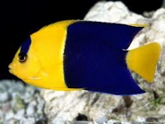 Bicolor Angelfish ( Centropyge bicolor  )