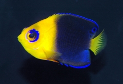 Joculator Angelfish ( Centropyge Joculator)