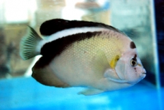 Griffis Angelfish ( Apolemichthys griffisi  )