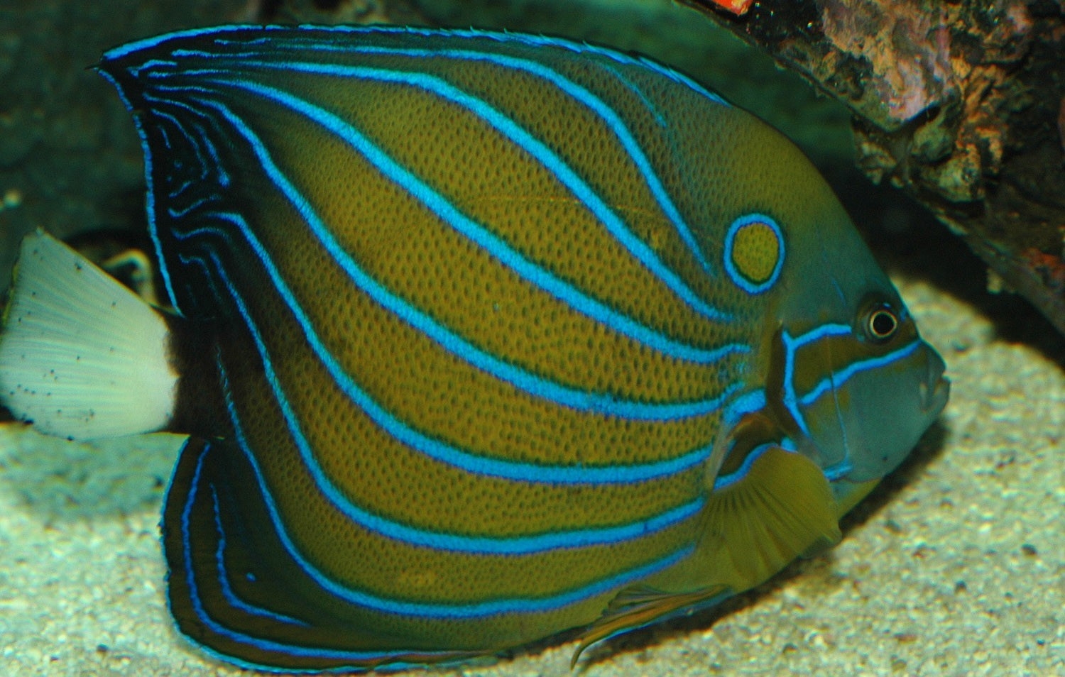 Blue ring angel fish hi-res stock photography and images - Alamy