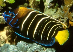 Ear Spot Angelfish (Pomacanthus chrysurus)