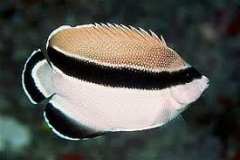 Bandit Angelfish (Apolemichthys arcuatus)