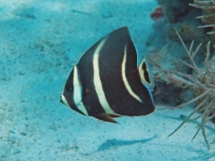 Grey Angel ( Pomacanthus arcuatus  ) - Juvenile