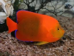 Clarion Angelfish ( Holacanthus clarionensis ) - Adult Size