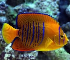 Clarion Angelfish ( Holacanthus clarionensis ) - Juv