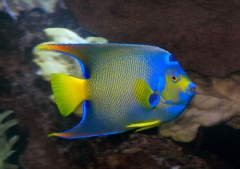 queen angelfish ( Holacanthus ciliaris  ) - Adult