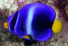 African angelfish (  Holacanthus africanus  ) - Juv