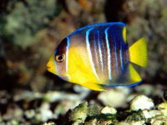 Blue Angelfish (Holacanthus isabelita) - Juv