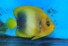 African Angelfish ( Holacanthus africanus ) - Adult