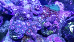 Zoas