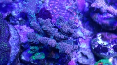 Millepora