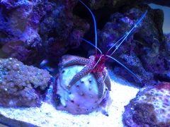shrimp rock star