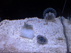 Jelly babes