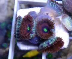 Red PE Zoa frag