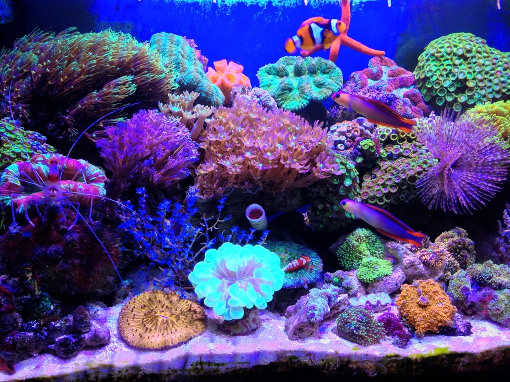 Coral Reef Tank