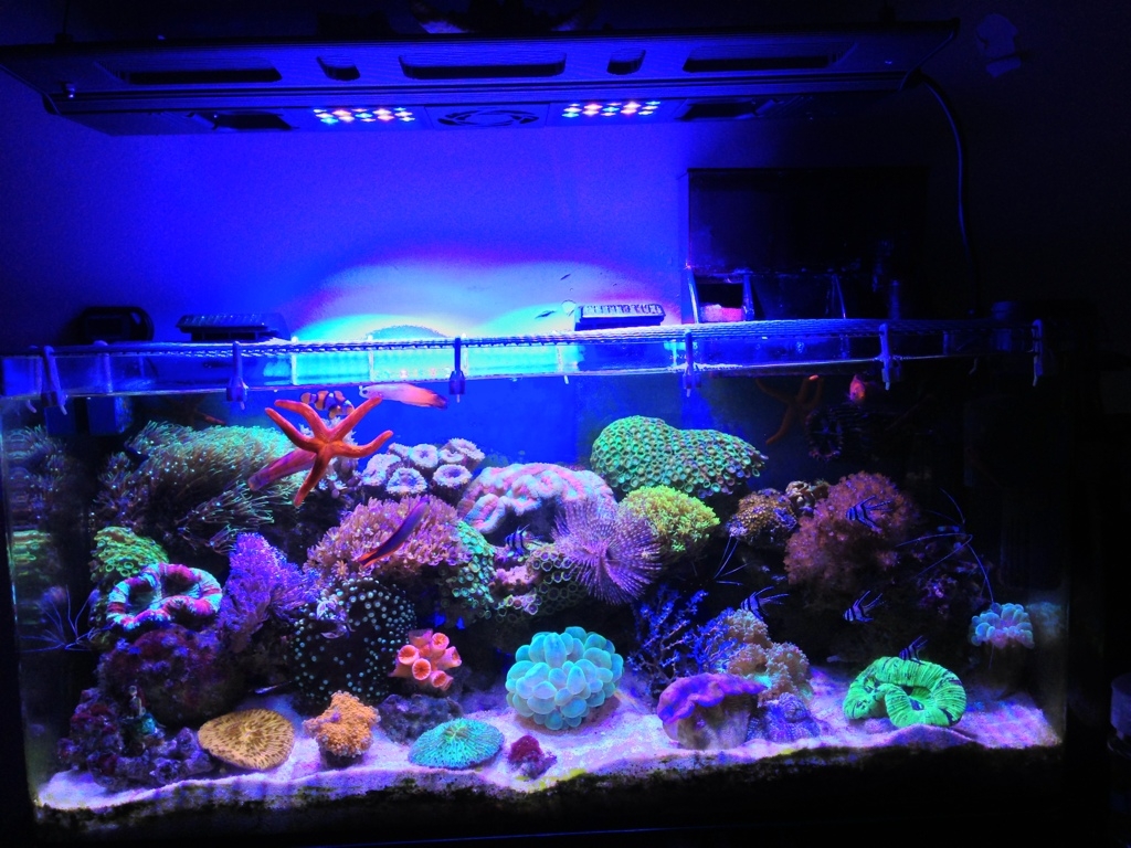 Coral Reef Tank - Members Gallery - Singapore Reef Club - marine reef ...