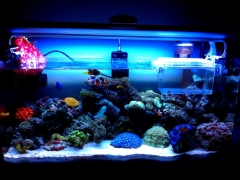 2ft Nano Reef Aquarium with T5 lightings