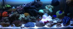 2ft Nano Reef Aquarium with T5 lightings