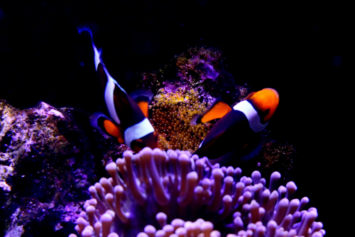 clown fish eggs