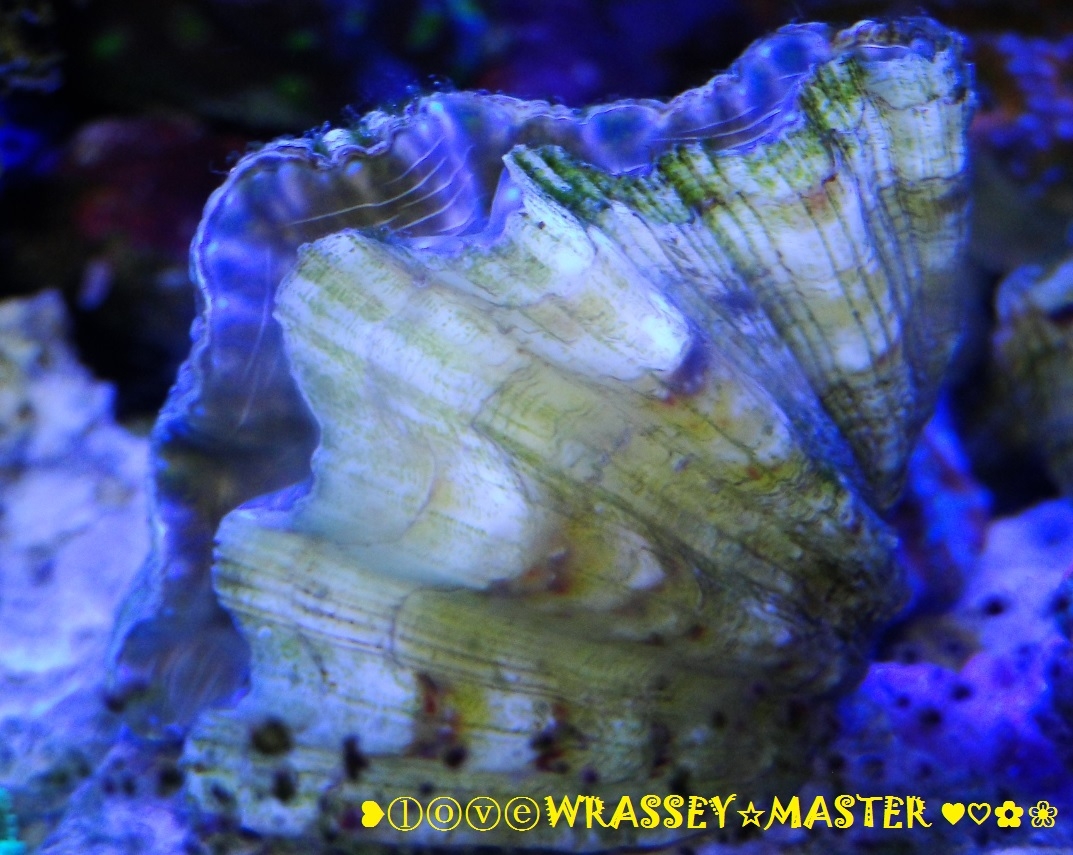 WRASSEYMASTER® Reef Paradise