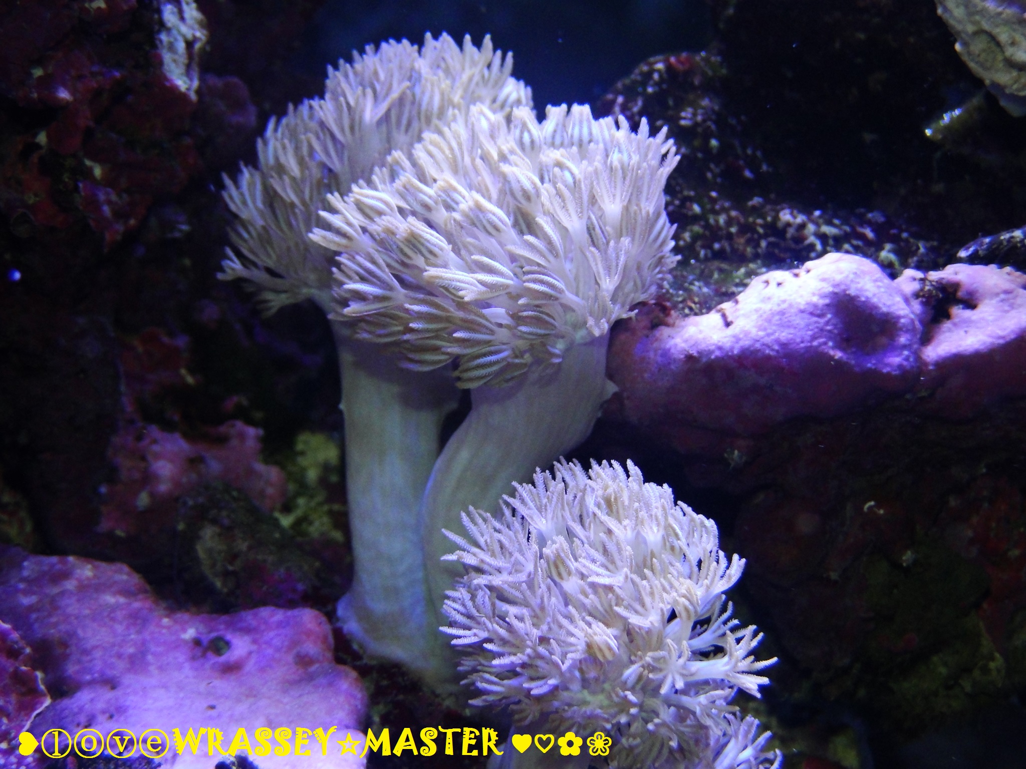 Pulsing Xenia - Pulse Coral