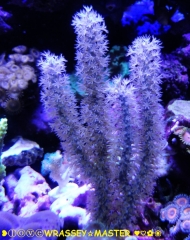 Purple Tree Gorgonian (Eunicea sp.)