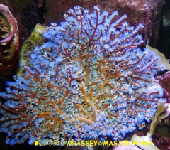 Acanthogorgia Sp. Blue Polyps ( Big Colony )