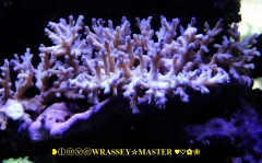 Acropora echinata