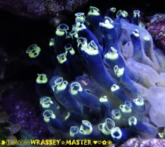 Stalked Ascidian (Clavelina robusta)