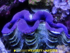 Maricultured Blue Squamosa Clam