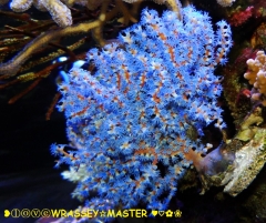 Acanthogorgia sp. Blue-Polyps