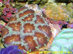 Acanthastrea lordhowensis