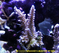 Acropora tortuosa